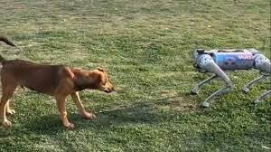 Indie dog interacts with robot dog,