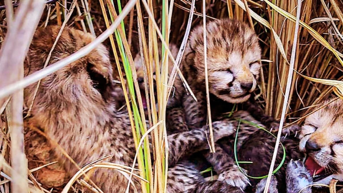 ndia’s Captive Cheetahs Be Wild and Free